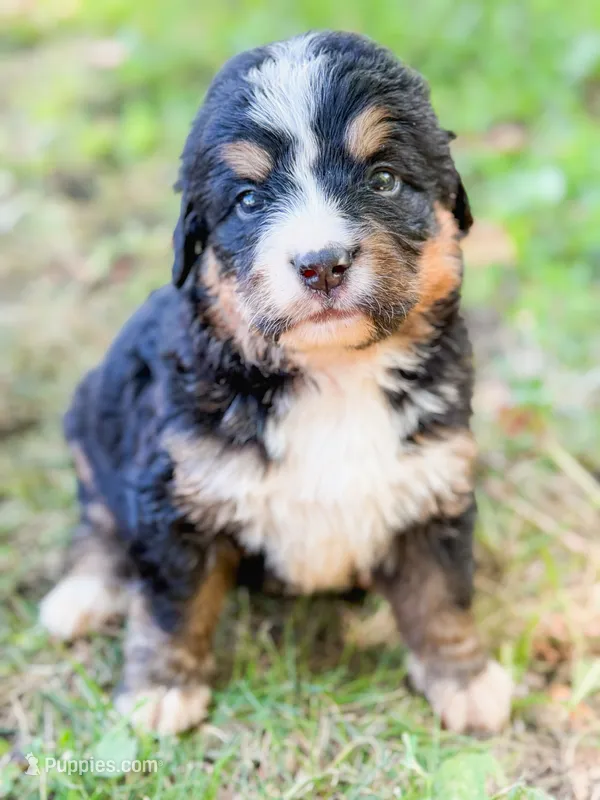 Walleye  – Bernese Mountain Dog puppy for sale in Lake Lillian, MN