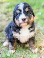 Walleye , a male Bernese Mountain Dog for sale in Lake Lillian, MN – 2 of 4