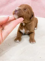 Kimmy, a female Cavapoo for sale in Lake Lillian, MN – Photo 4 of 4