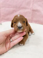 Kimmy, a female Cavapoo for sale in Lake Lillian, MN – Photo 1 of 4