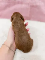 Kimmy, a female Cavapoo for sale in Lake Lillian, MN – Photo 3 of 4