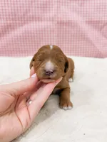 Kimmy, a female Cavapoo for sale in Lake Lillian, MN – Photo 2 of 4