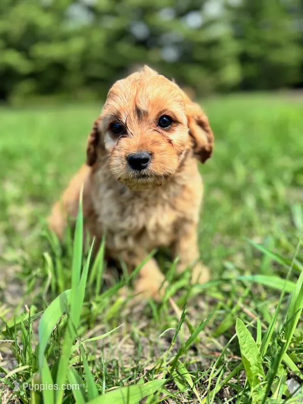 Tulip – Cavapoo puppy for sale in Lake Lillian, MN