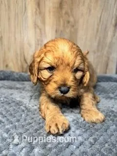 Spruce – Cavapoo puppy for sale in Lake Lillian, MN