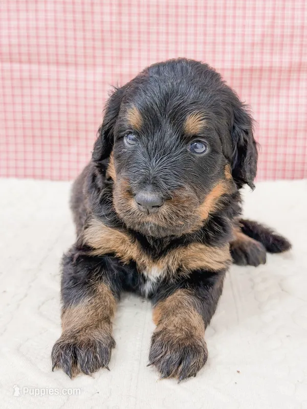 Cinderella  – Bernedoodle puppy for sale in Lake Lillian, MN