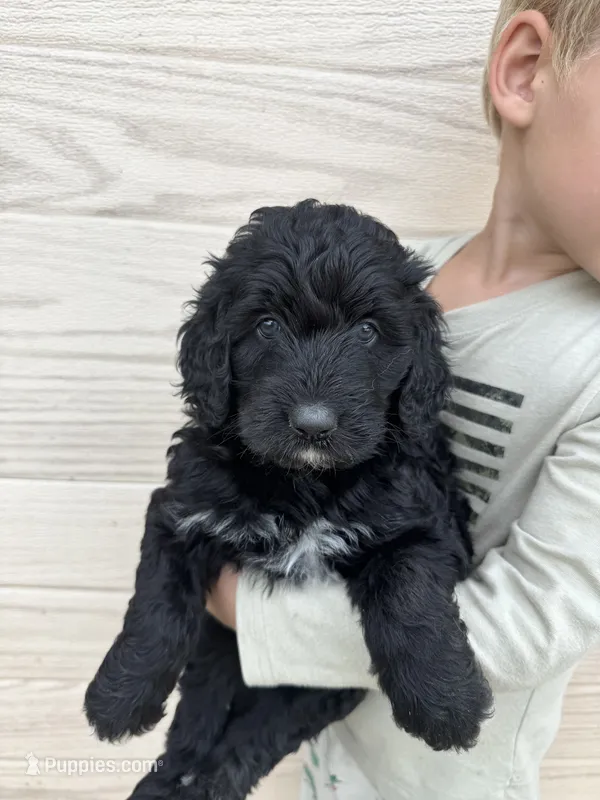 Susy – Bernedoodle puppy for sale in Lake Lillian, MN