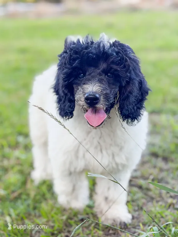 Betty  – Poodle - Miniature  puppy for sale in Lake Lillian, MN