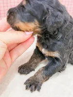Ariel , a female Bernedoodle for sale in Lake Lillian, MN – 2 of 3