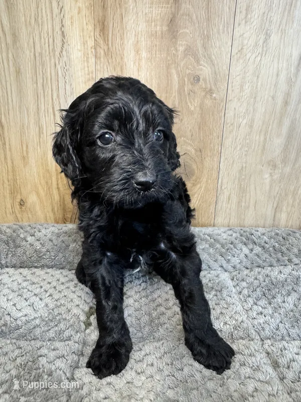 Beauty – Cavapoo puppy for sale in Lake Lillian, MN