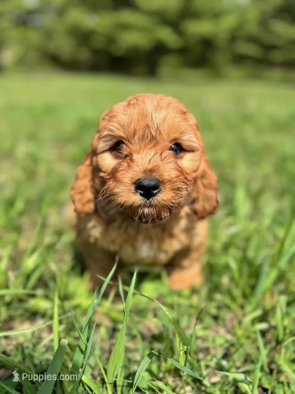 Spruce – Cavapoo puppy for sale in Lake Lillian, MN