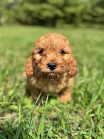 Spruce, a male Cavapoo for sale in Lake Lillian, MN – 1 of 1
