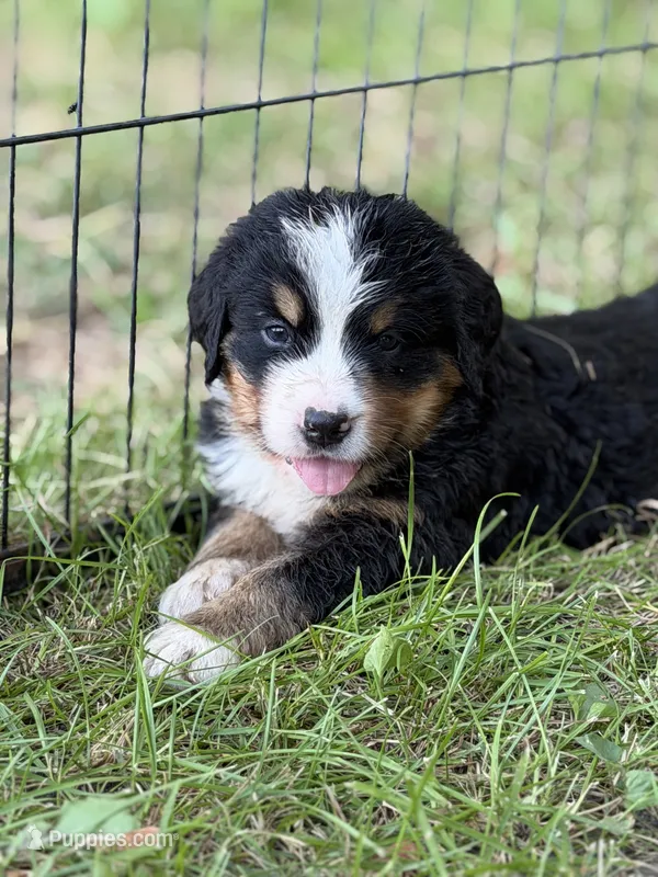 Bluegill – Bernese Mountain Dog puppy for sale in Lake Lillian, MN