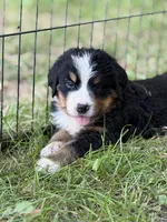 Bluegill, a male Bernese Mountain Dog for sale in Lake Lillian, MN – 1 of 4