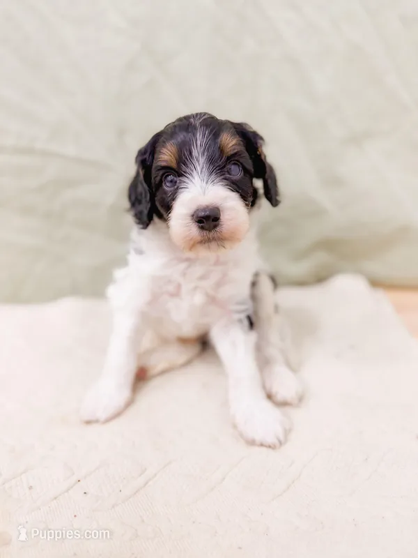 Rain – Cavapoo puppy for sale in Lake Lillian, MN