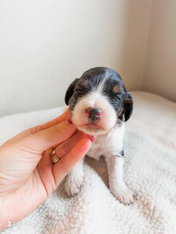 Rain – Cavapoo puppy for sale in Lake Lillian, MN