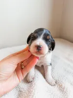 Rain, a male Cavapoo for sale in Lake Lillian, MN – Photo 1 of 3