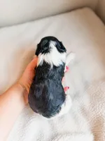 Rain, a male Cavapoo for sale in Lake Lillian, MN – Photo 3 of 3