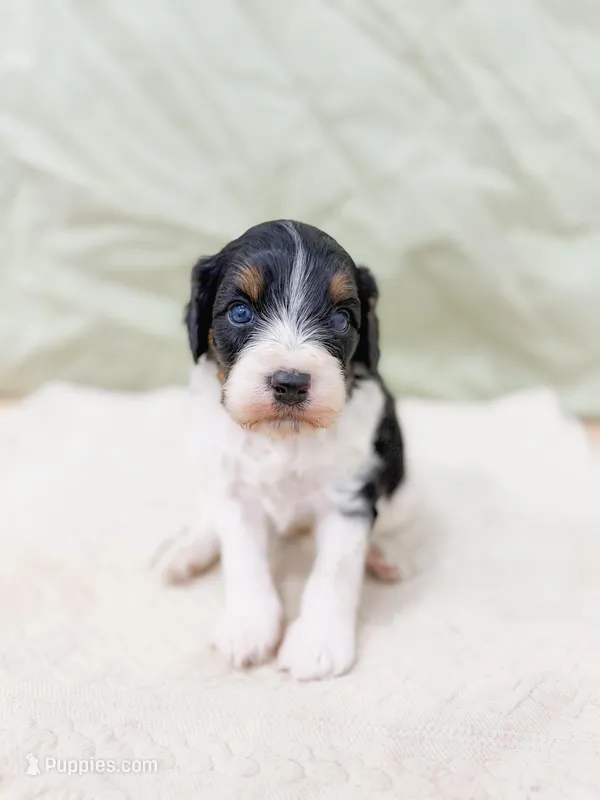 Rain – Cavapoo puppy for sale in Lake Lillian, MN