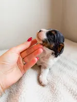 Rain, a male Cavapoo for sale in Lake Lillian, MN – Photo 2 of 3
