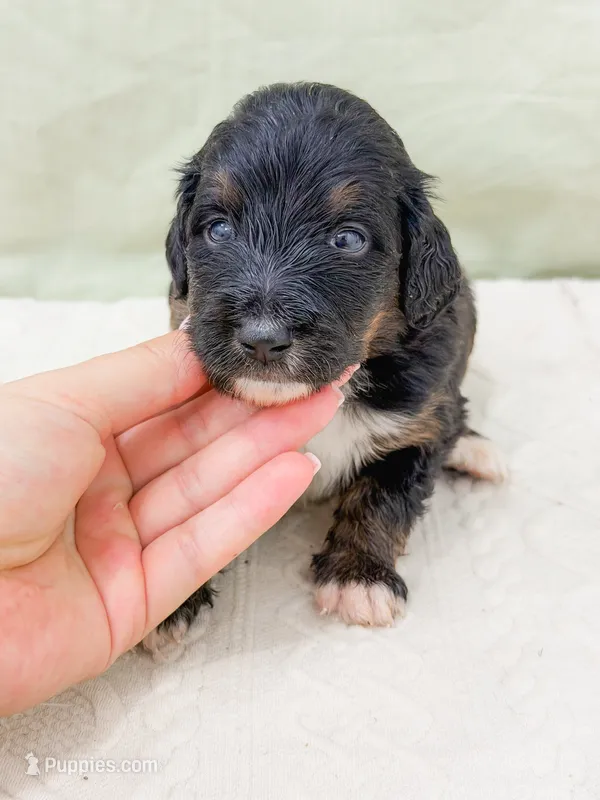 Eric  – Bernedoodle puppy for sale in Lake Lillian, MN