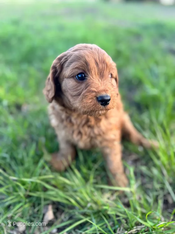 Rose – Cavapoo puppy for sale in Lake Lillian, MN