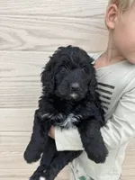 Susy, a female Bernedoodle for sale in Lake Lillian, MN – 2 of 2