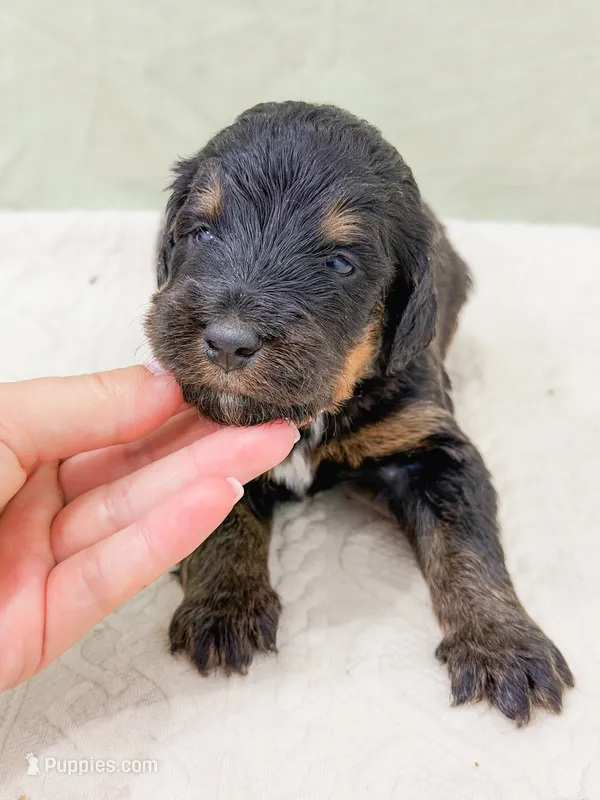 Philip  – Bernedoodle puppy for sale in Lake Lillian, MN