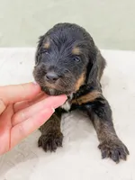 Philip , a male Bernedoodle for sale in Lake Lillian, MN – 1 of 3