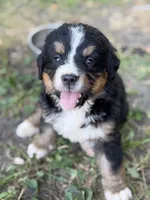 Walleye , a male Bernese Mountain Dog for sale in Lake Lillian, MN – 1 of 4