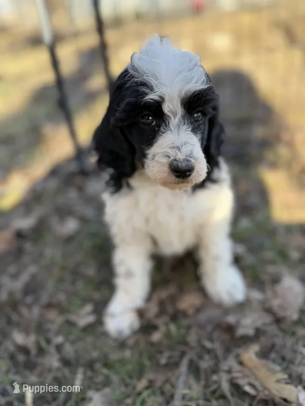Sam AKC – Poodle - Miniature  puppy for sale in Lake Lillian, MN