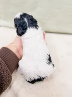 Dominic AKC, a male Poodle - Miniature  for sale in Lake Lillian, MN – Photo 2 of 2