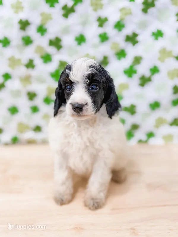 Dominic AKC – Poodle - Miniature  puppy for sale in Lake Lillian, MN