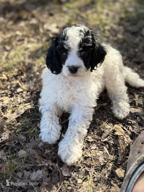 Dominic AKC – Poodle - Miniature  puppy for sale in Lake Lillian, MN