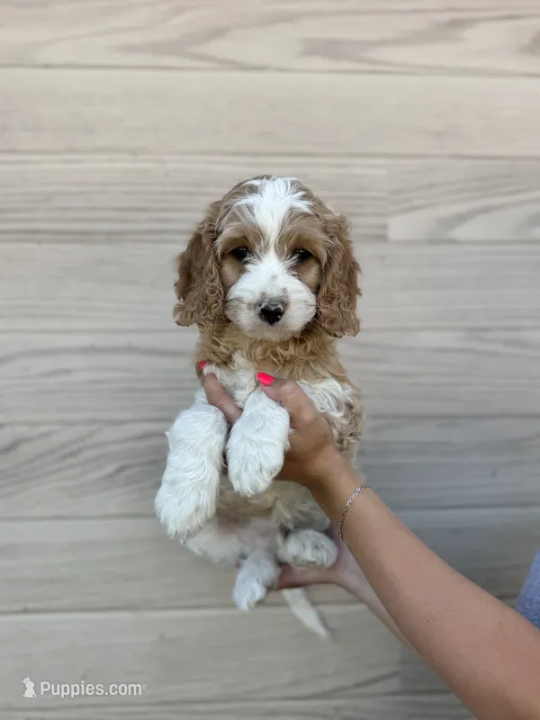 Beast – Cavapoo puppy for sale in Lake Lillian, MN