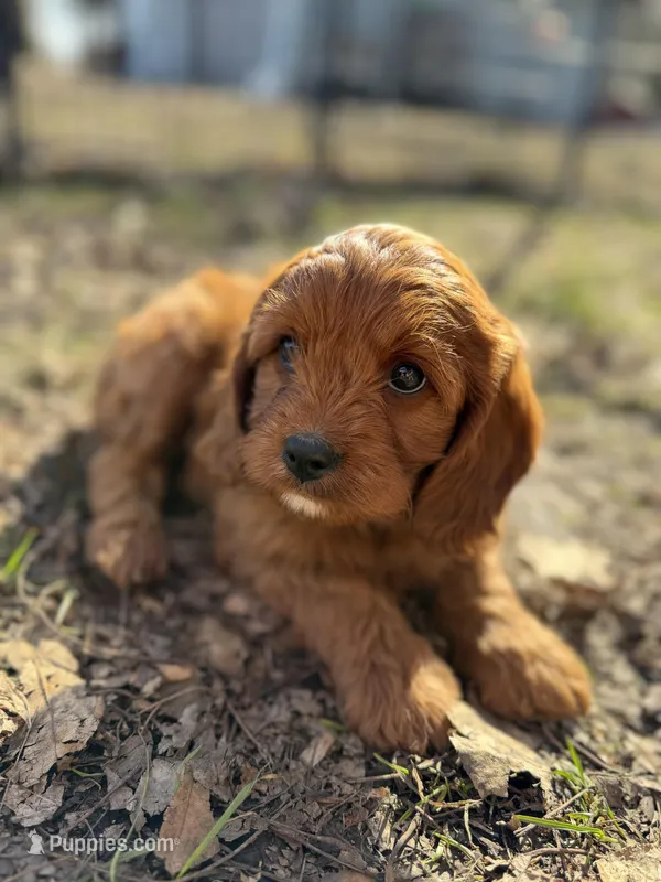 Danny – Cavapoo puppy for sale in Lake Lillian, MN