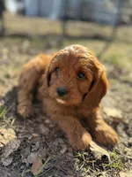 Danny, a male Cavapoo for sale in Lake Lillian, MN – Photo 1 of 8