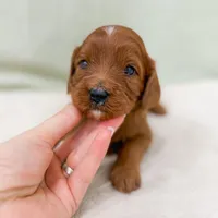 Danny, a male Cavapoo for sale in Lake Lillian, MN – Photo 4 of 8