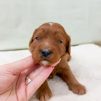 Danny, a male Cavapoo for sale in Lake Lillian, MN – Photo 6 of 8