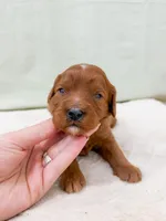 Danny, a male Cavapoo for sale in Lake Lillian, MN – Photo 1 of 4