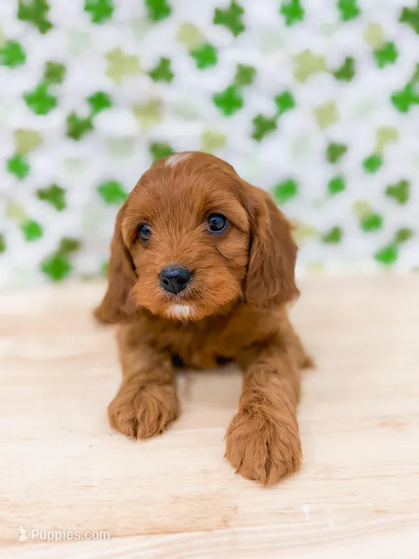 Danny – Cavapoo puppy for sale in Lake Lillian, MN