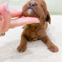 Danny, a male Cavapoo for sale in Lake Lillian, MN – Photo 5 of 8