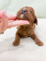 Danny, a male Cavapoo for sale in Lake Lillian, MN – Photo 4 of 4