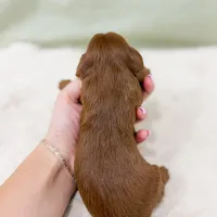 Danny, a male Cavapoo for sale in Lake Lillian, MN – Photo 8 of 8