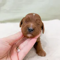 Danny, a male Cavapoo for sale in Lake Lillian, MN – Photo 7 of 8