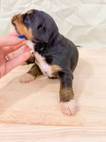 Bluegill, a male Bernese Mountain Dog for sale in Lake Lillian, MN – 2 of 2