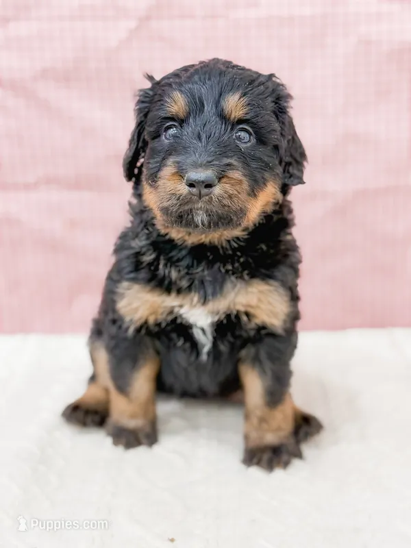 Cinderella  – Bernedoodle puppy for sale in Lake Lillian, MN