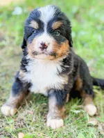Bass, a male Bernese Mountain Dog for sale in Lake Lillian, MN – 2 of 4