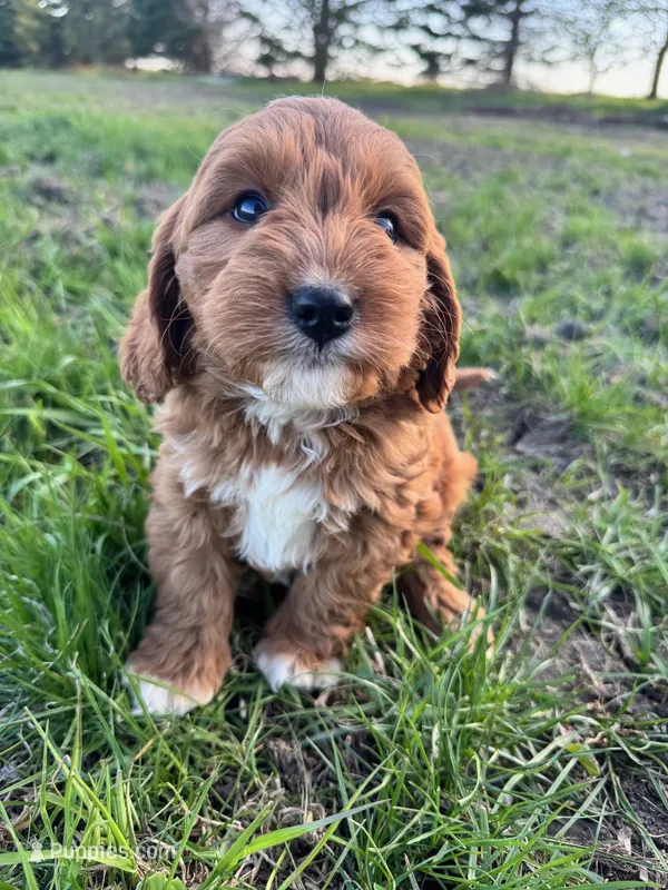 Daisy – Cavapoo puppy for sale in Lake Lillian, MN