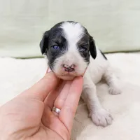 Sean AKC, a male Poodle - Miniature  for sale in Lake Lillian, MN – Photo 2 of 3