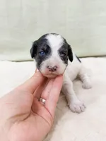 Sean, a male Poodle - Miniature  for sale in Lake Lillian, MN – Photo 1 of 2